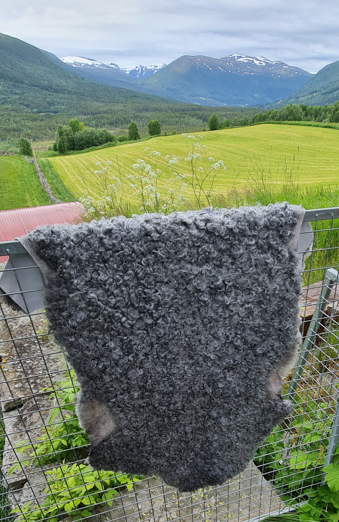 Saueskinn fra pelssau